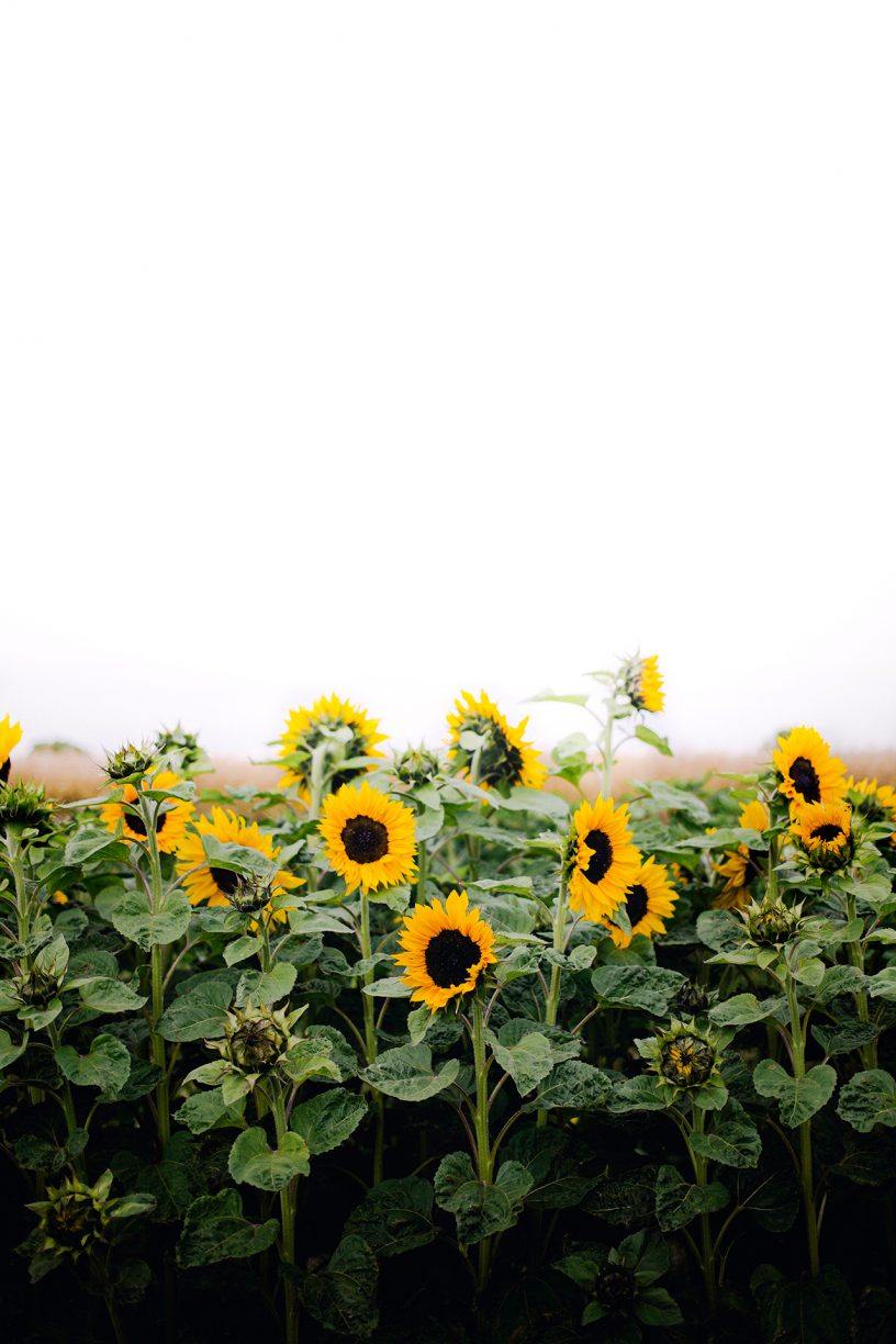 Sunflowers By Christina Greve