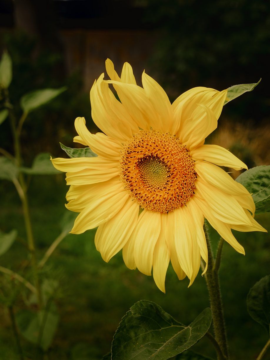 Sunflower by Christina Greve. Sony RX100 Mark 7 & Processed with Lightroom Desktop.