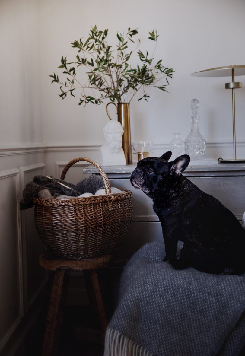 Tips For Photographing Your Dog CHRISTINA GREVE