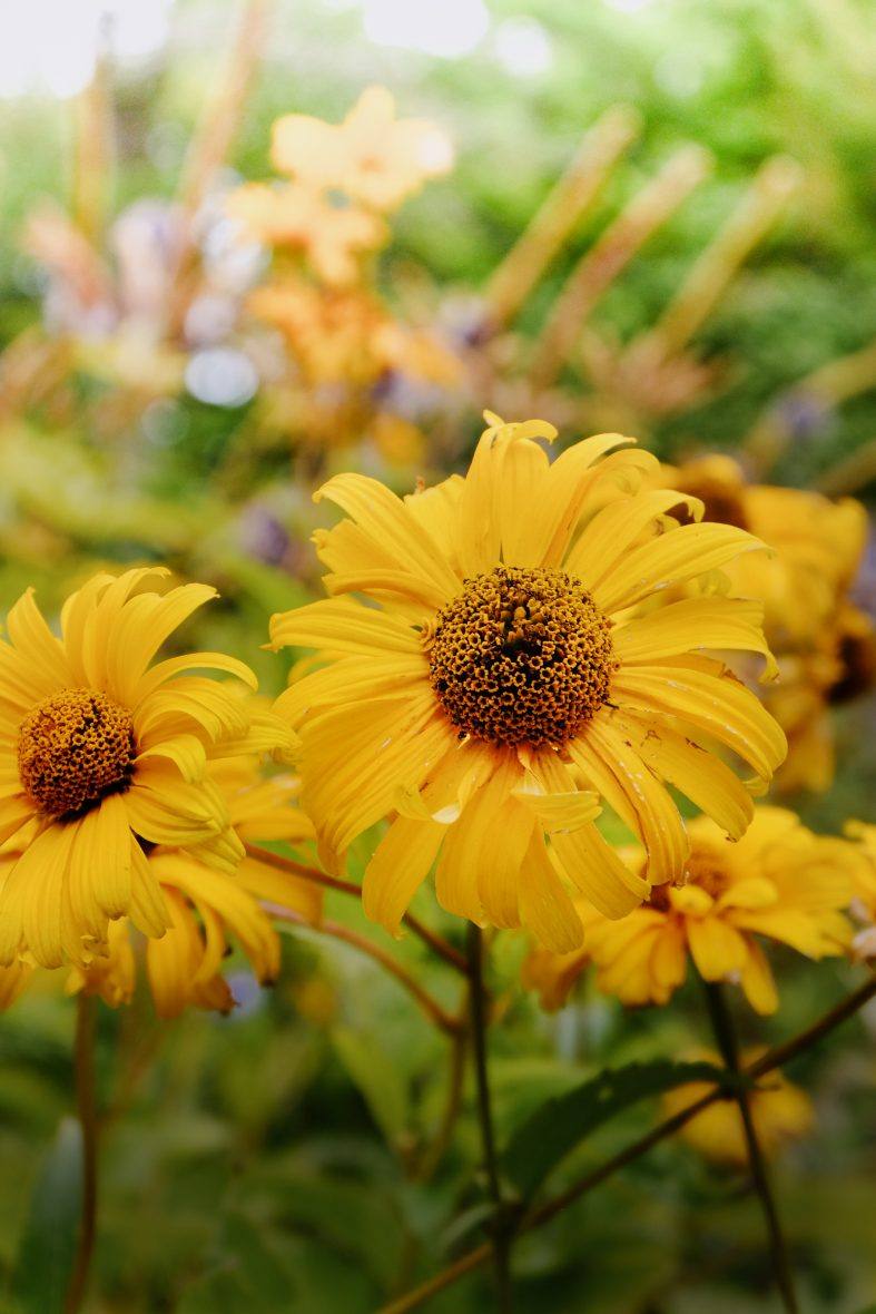 Fujifilm XM1 Ten Year Anniversary Review Is It Still Worth Buying